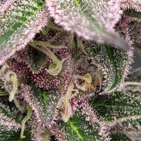 Cherry growlog timeline photo
