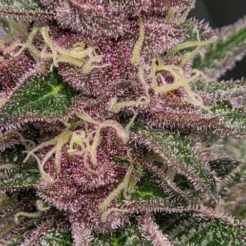 Cherry growlog timeline photo