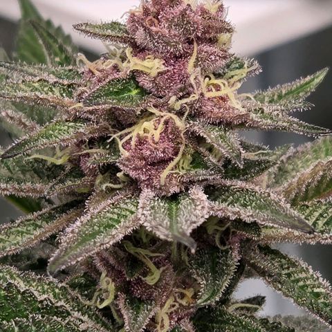 Cherry growlog timeline photo