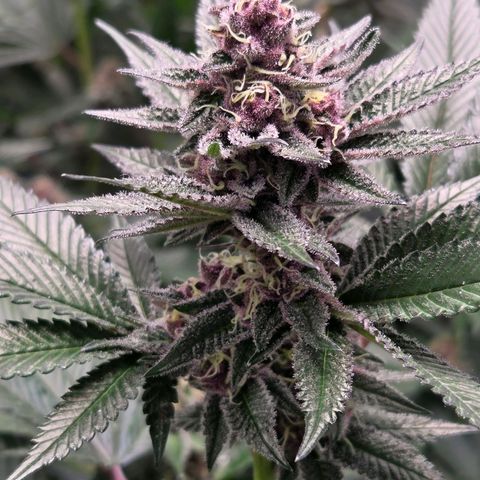 Cherry growlog timeline photo