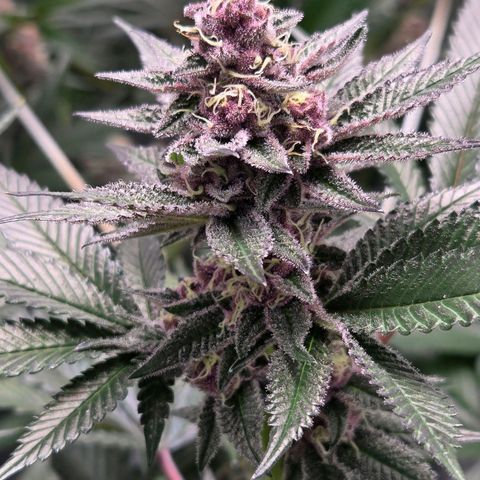 Cherry growlog timeline photo