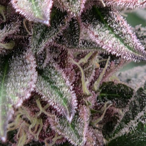 Cherry growlog timeline photo