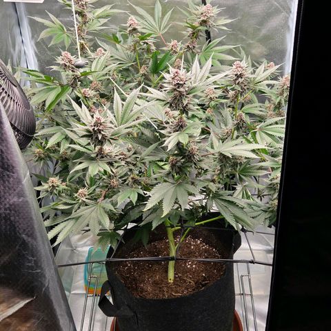 Cherry growlog timeline photo