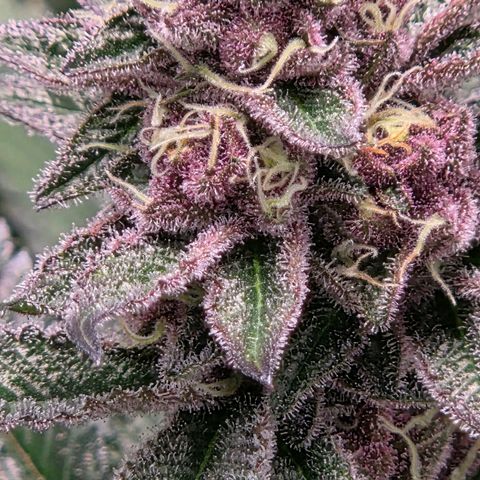 Cherry growlog timeline photo