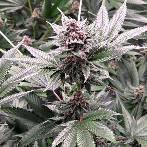 Cherry growlog timeline photo