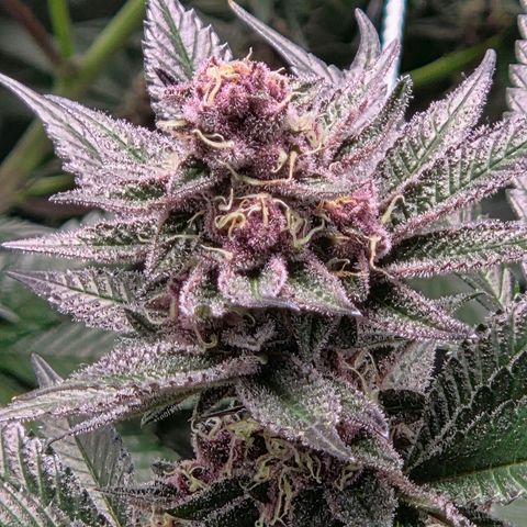 Cherry growlog timeline photo