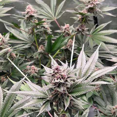 Cherry growlog timeline photo