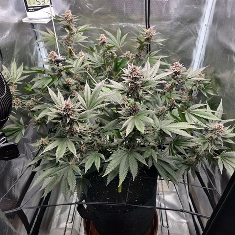 Cherry growlog timeline photo