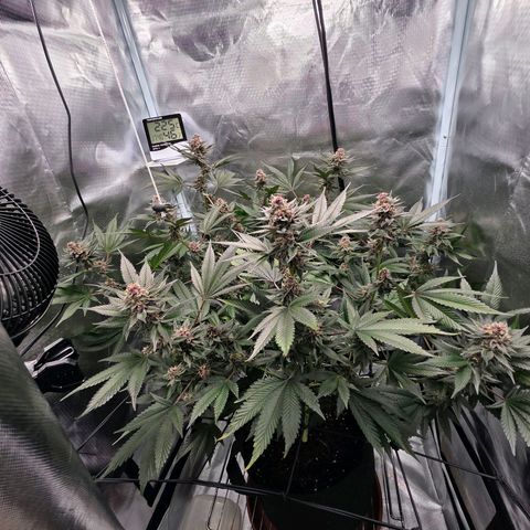 Cherry growlog timeline photo