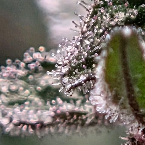 Cherry growlog timeline photo