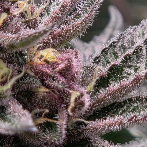 Cherry growlog timeline photo
