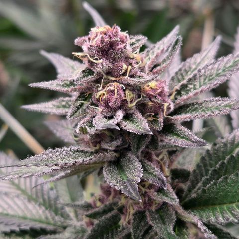 Cherry growlog timeline photo