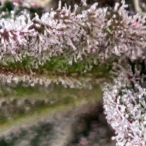 Cherry growlog timeline photo