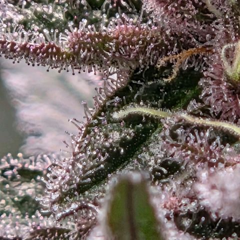 Cherry growlog timeline photo