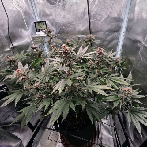 Cherry growlog timeline photo