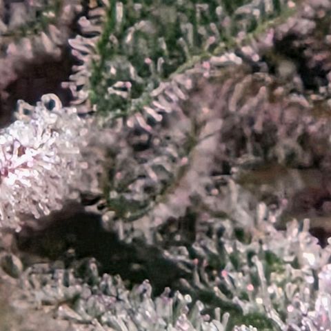 Cherry growlog timeline photo