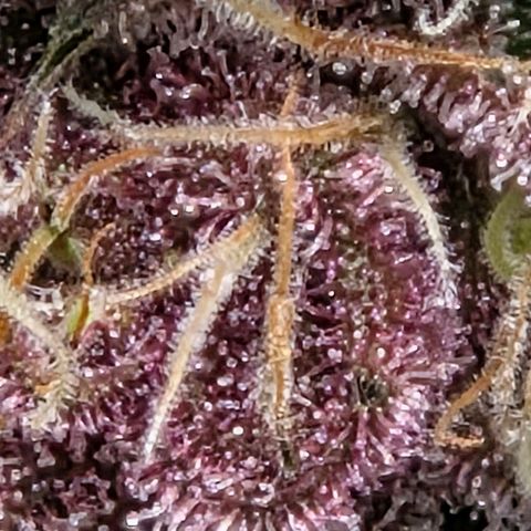 Cherry growlog timeline photo