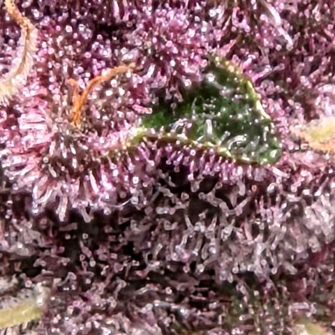 Cherry growlog timeline photo