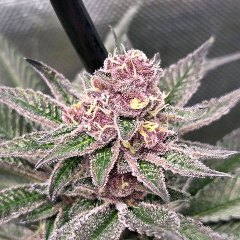 Cherry growlog timeline photo