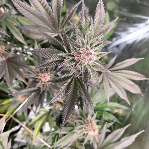 Cherry growlog timeline photo