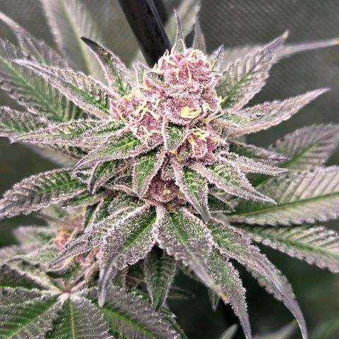 Cherry growlog timeline photo