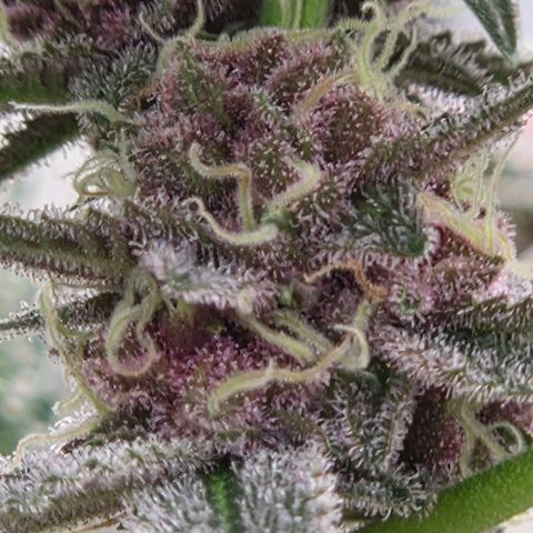 Cherry growlog timeline photo