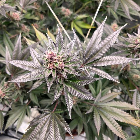 Cherry growlog timeline photo