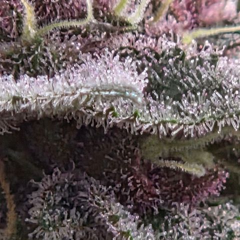 Cherry growlog timeline photo