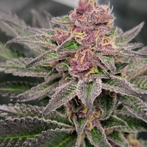 Cherry growlog timeline photo