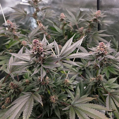 Cherry growlog timeline photo