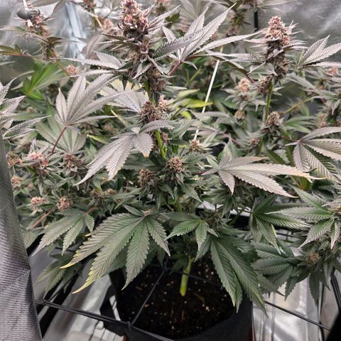 Cherry growlog timeline photo