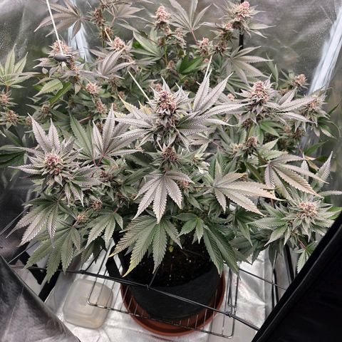Cherry growlog timeline photo