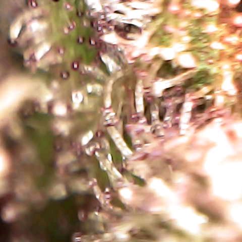 Cherry growlog timeline photo