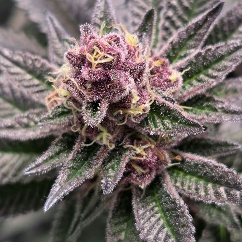 Cherry growlog timeline photo