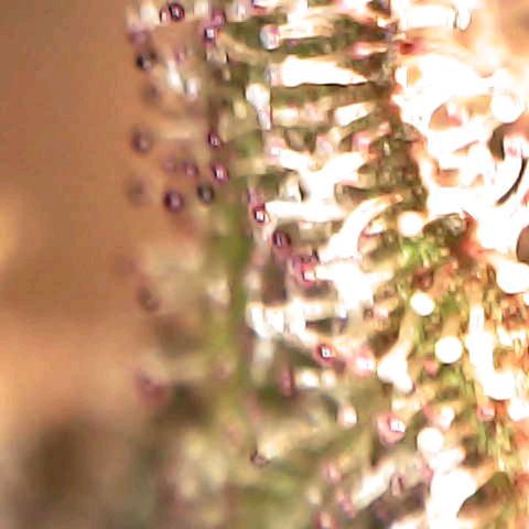 Cherry growlog timeline photo