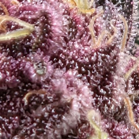 Cherry growlog timeline photo