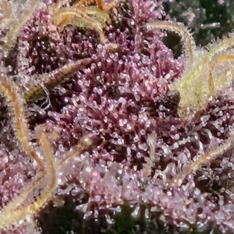 Cherry growlog timeline photo