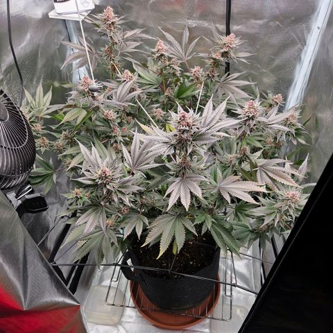 Cherry growlog timeline photo