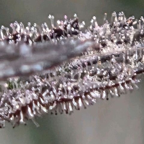 Cherry growlog timeline photo