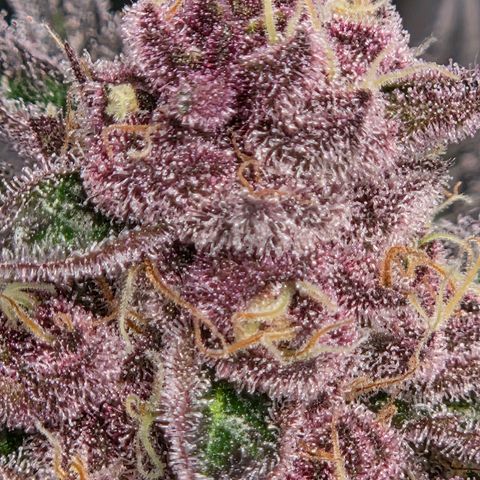Cherry growlog timeline photo