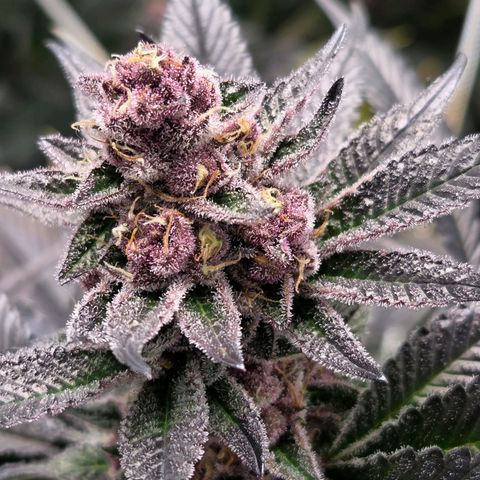 Cherry growlog timeline photo
