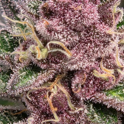 Cherry growlog timeline photo