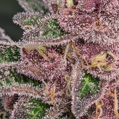 Cherry growlog timeline photo