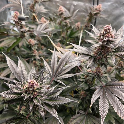 Cherry growlog timeline photo