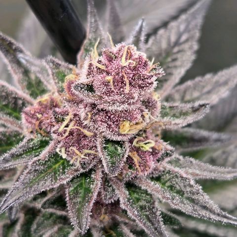 Cherry growlog timeline photo