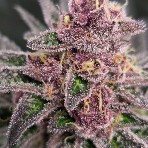 Cherry growlog timeline photo