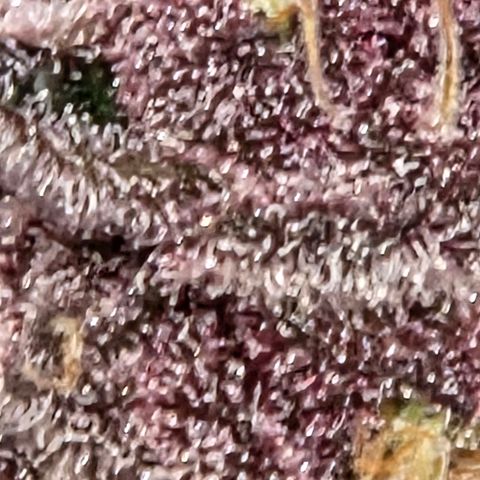 Cherry growlog timeline photo