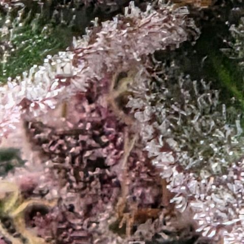 Cherry growlog timeline photo