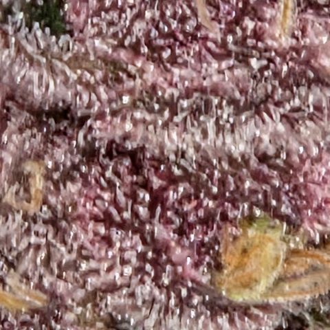 Cherry growlog timeline photo