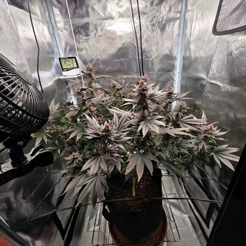 Cherry growlog timeline photo